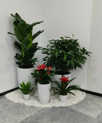 北仑绿植租赁公司选择-北仑绿植租赁商家-宁波花木租摆摆放位置-杭州湾花木租摆推荐